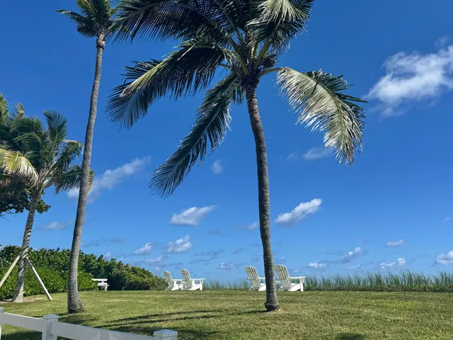 a view of a yard with palm trees