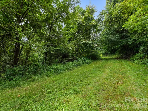 a view of a forest with a tree