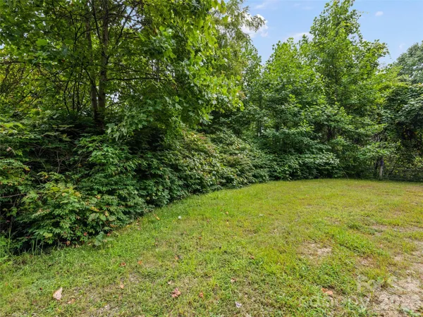 a view of a forest with lots of trees