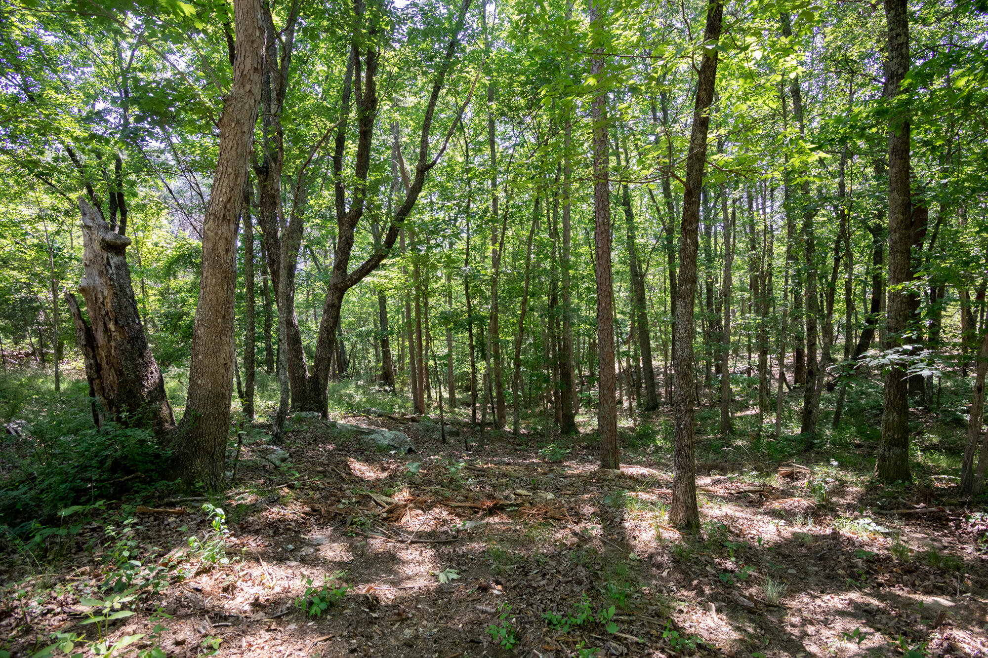 0 Sunset Drive, Unit 25 Rising Fawn, GA 30738 - Photo 10 of 17 20210526_Sunset_Lot25__HoltWebb_0020