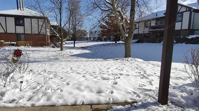 a view of a yard covered in snow