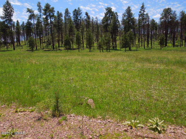 Lot 9 Co Road Alpine, AZ 85920 - Photo 3 of 4
