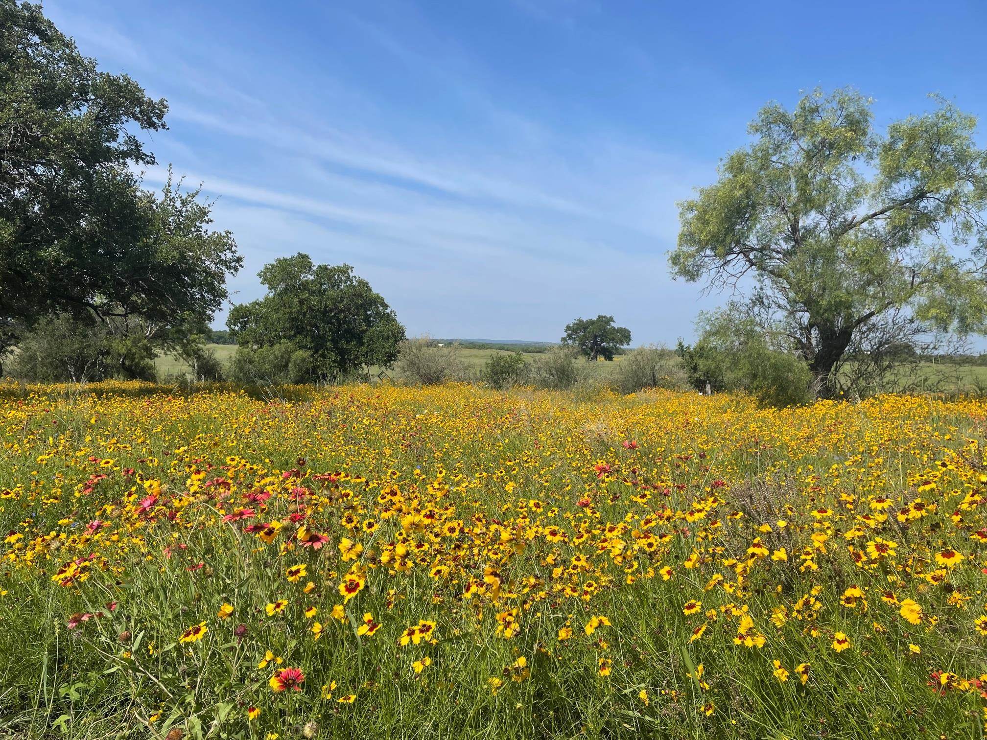 617 Llano River Road Mason, TX 76856 - Photo 11 of 29 Gallery Image 11