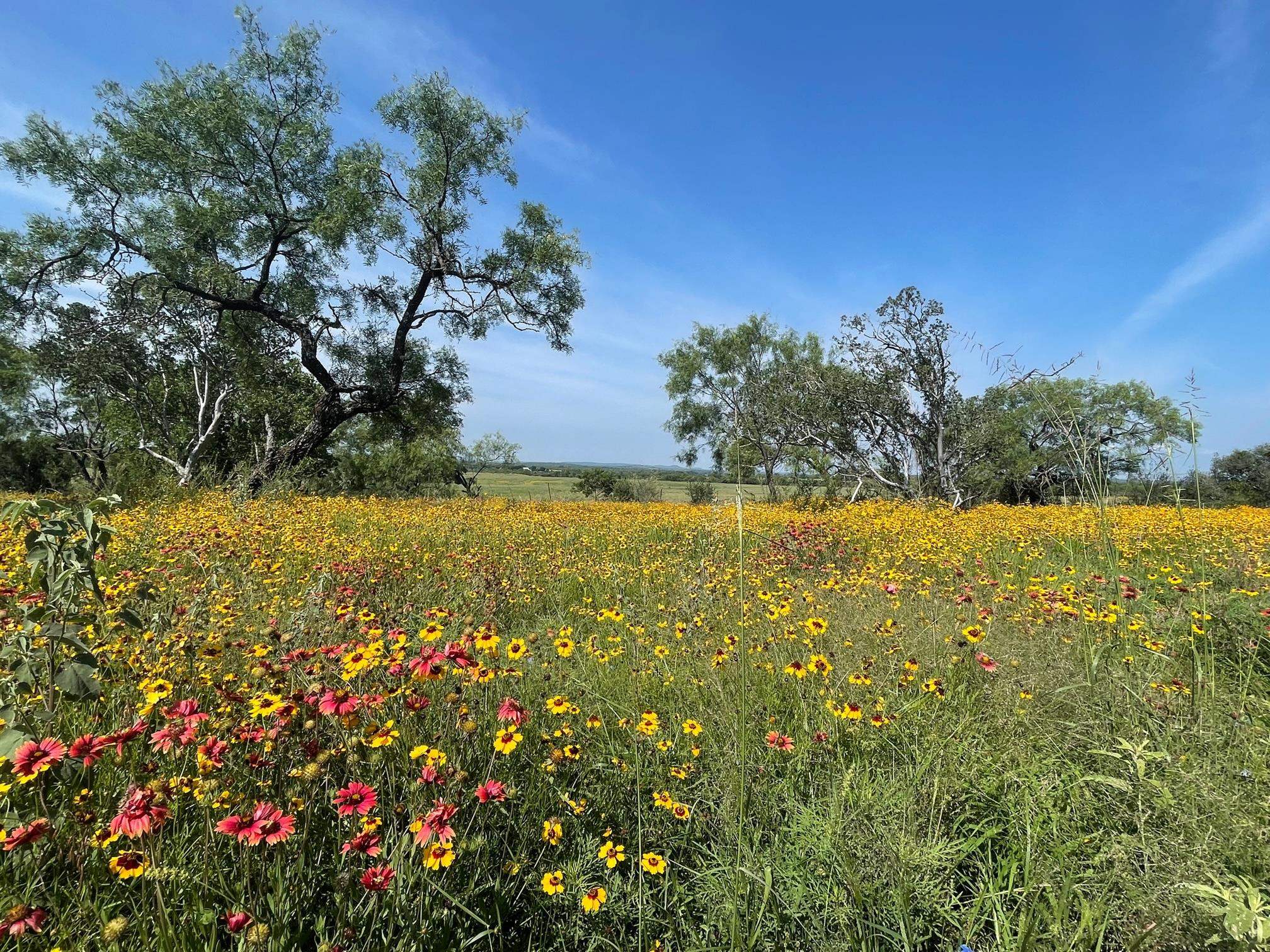 617 Llano River Road Mason, TX 76856 - Photo 10 of 29 Gallery Image 10