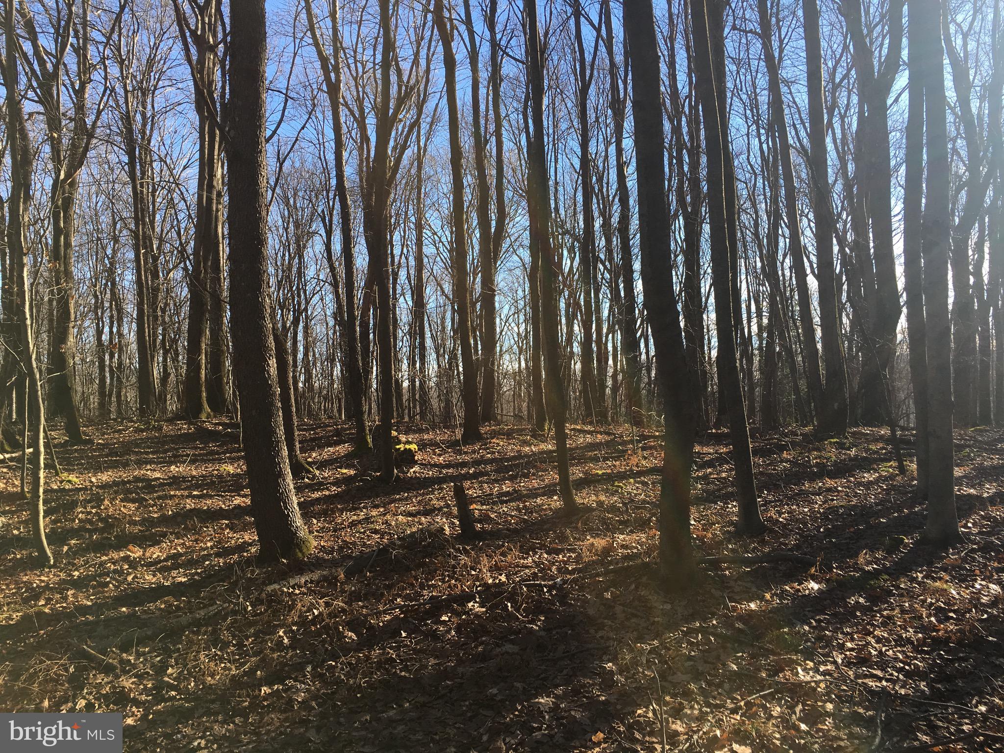 Cat Creek Road Mechanicsville, MD 20659 - Photo 1 of 1 Huge lot and may be able to build multiple houses.