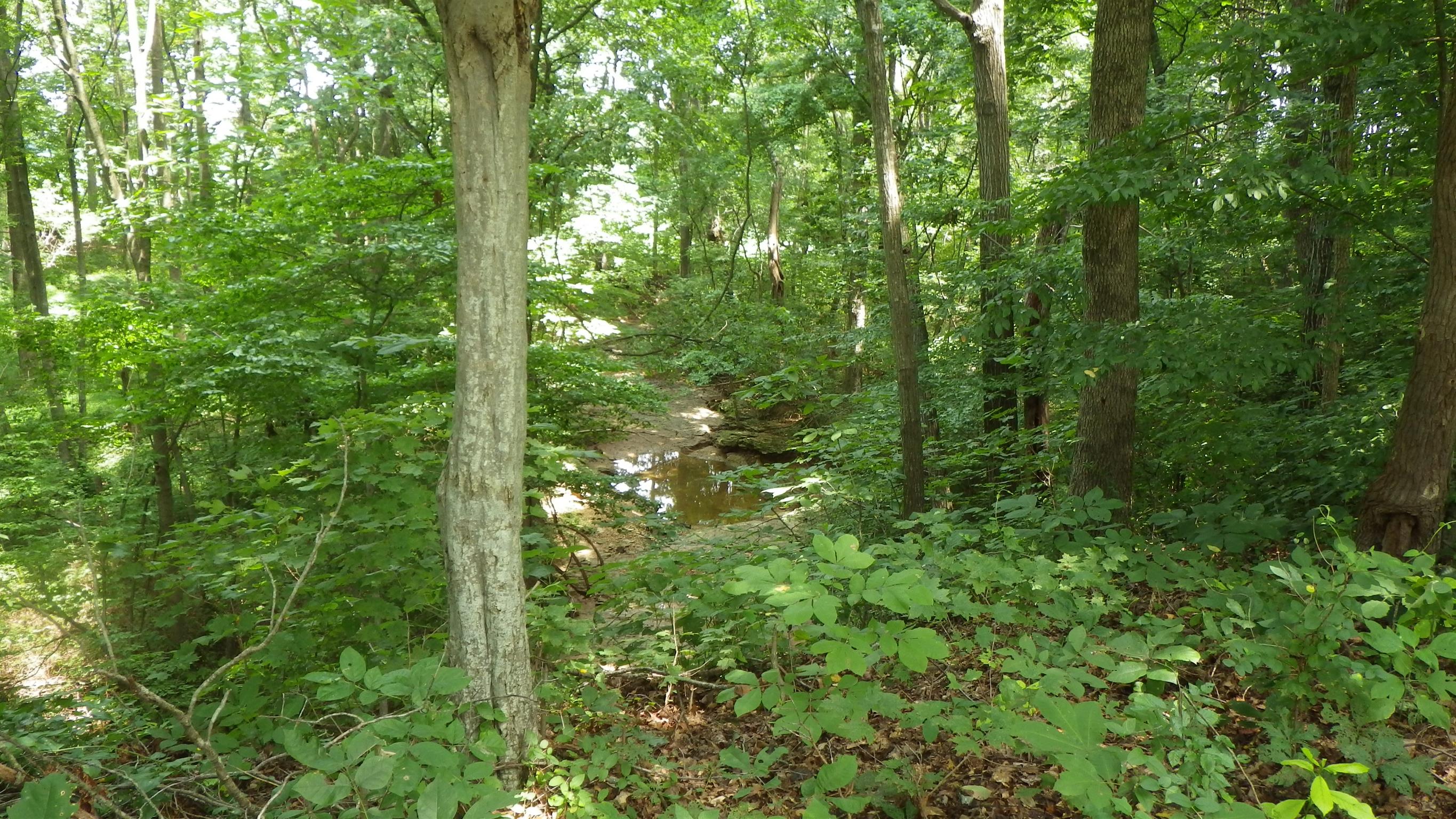 6502 North Pinson Road Portland, TN 37148 - Photo 10 of 22 a view of a lush green forest