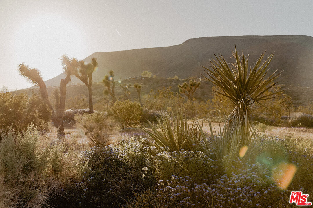 55626 Pipes Canyon Road Yucca Valley, CA 92284 - Photo 32 of 61 a view of a yard with a mountain