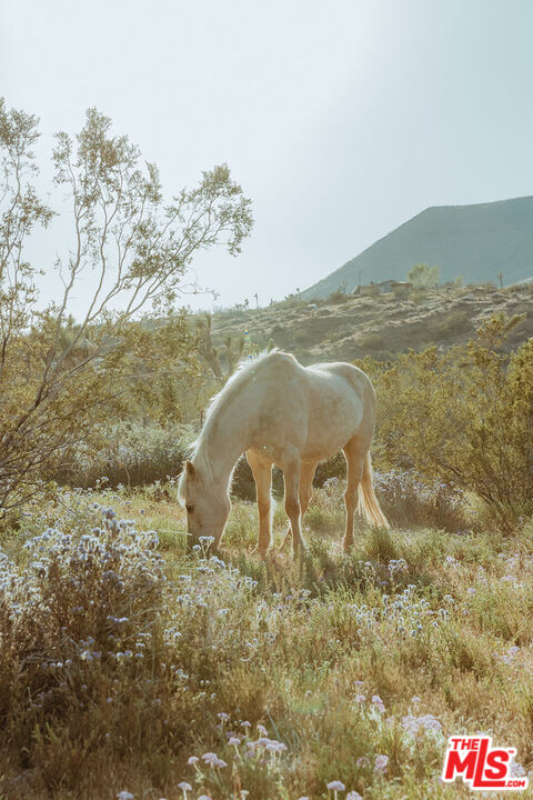 55626 Pipes Canyon Road Yucca Valley, CA 92284 - Photo 35 of 61