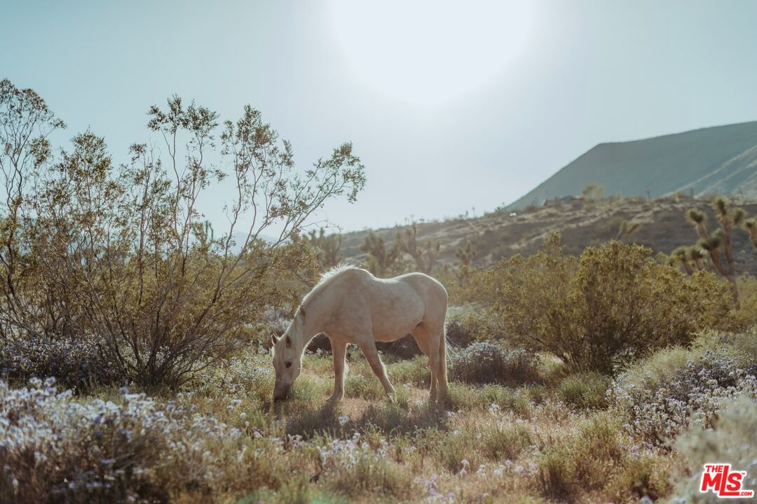 55626 Pipes Canyon Road Yucca Valley, CA 92284 - Photo 52 of 61 a view of a backyard