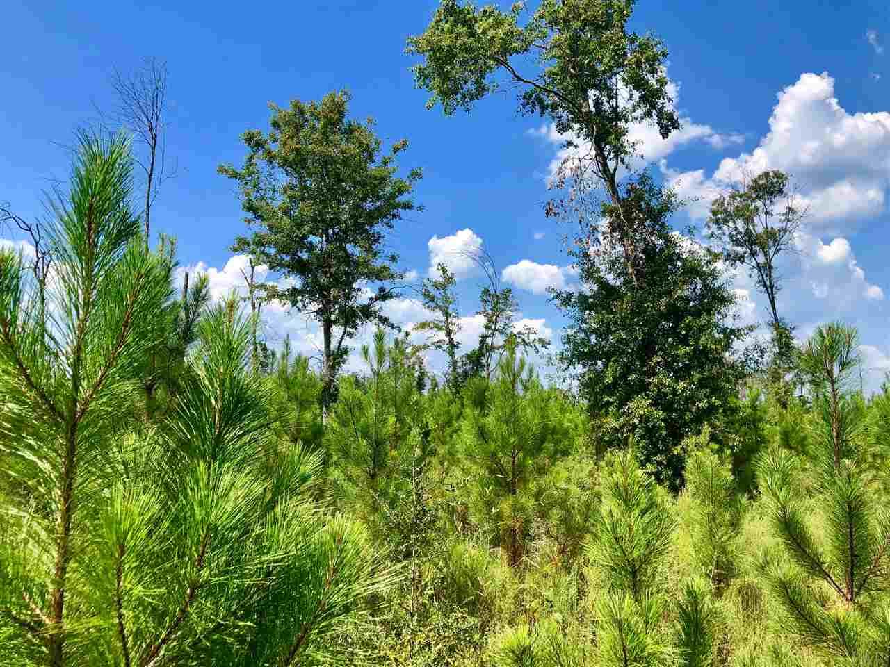Lot 52-br Lot 52-br Buffalo Ridge Road Pace, FL 32571 - Photo 5 of 8