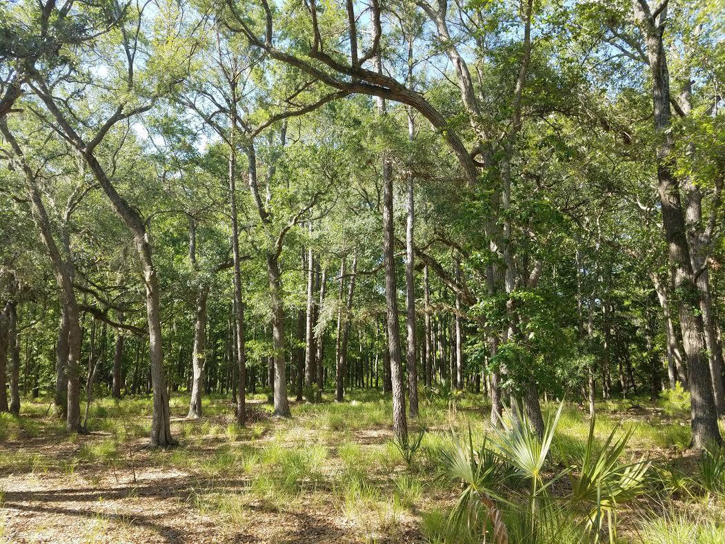 2 Park Island Road Meggett, SC 29449 - Photo 1 of 6 park island10