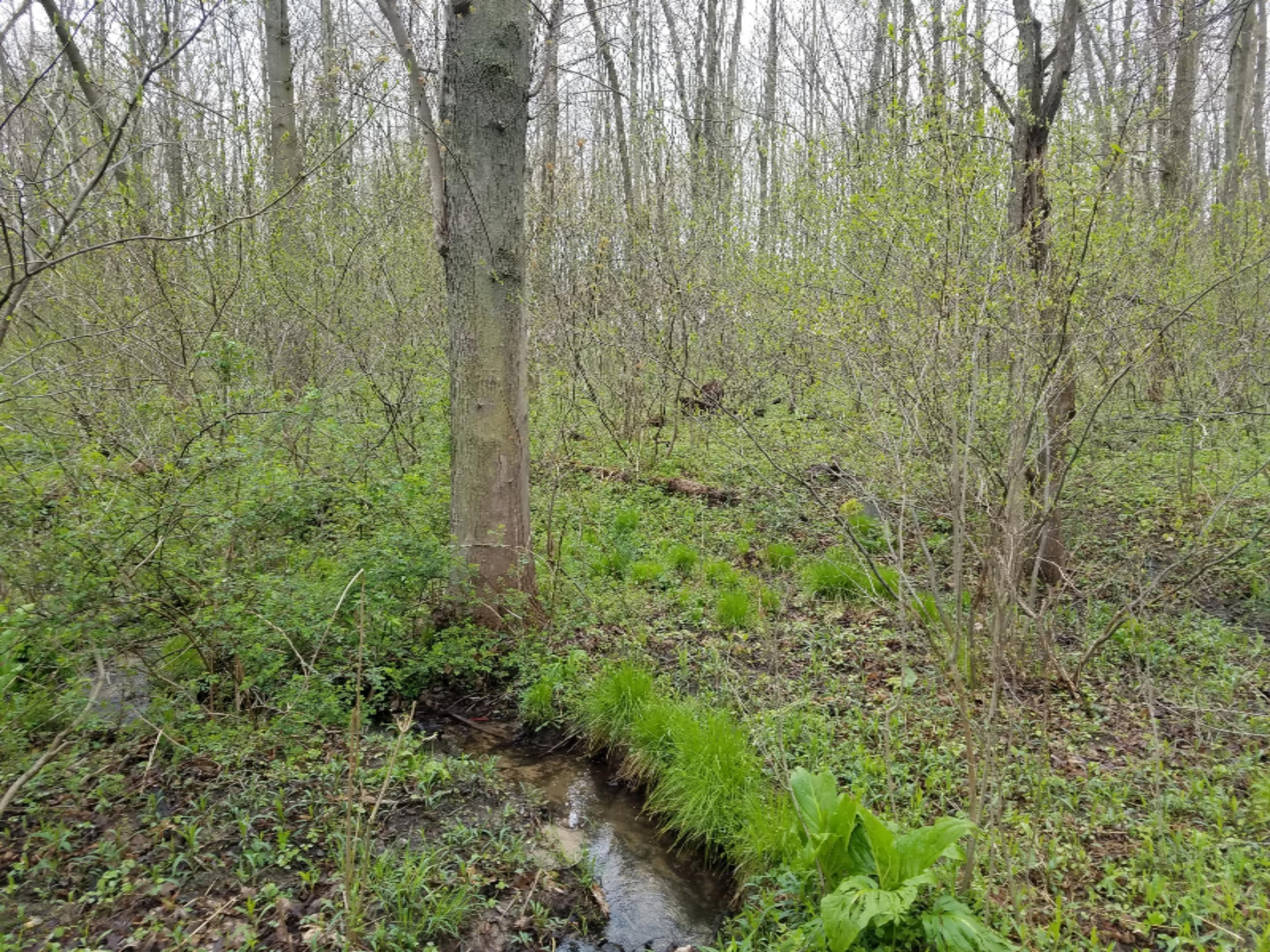 V/l Taft Road Allegan, MI 49010 - Photo 3 of 6 20160429_110603
