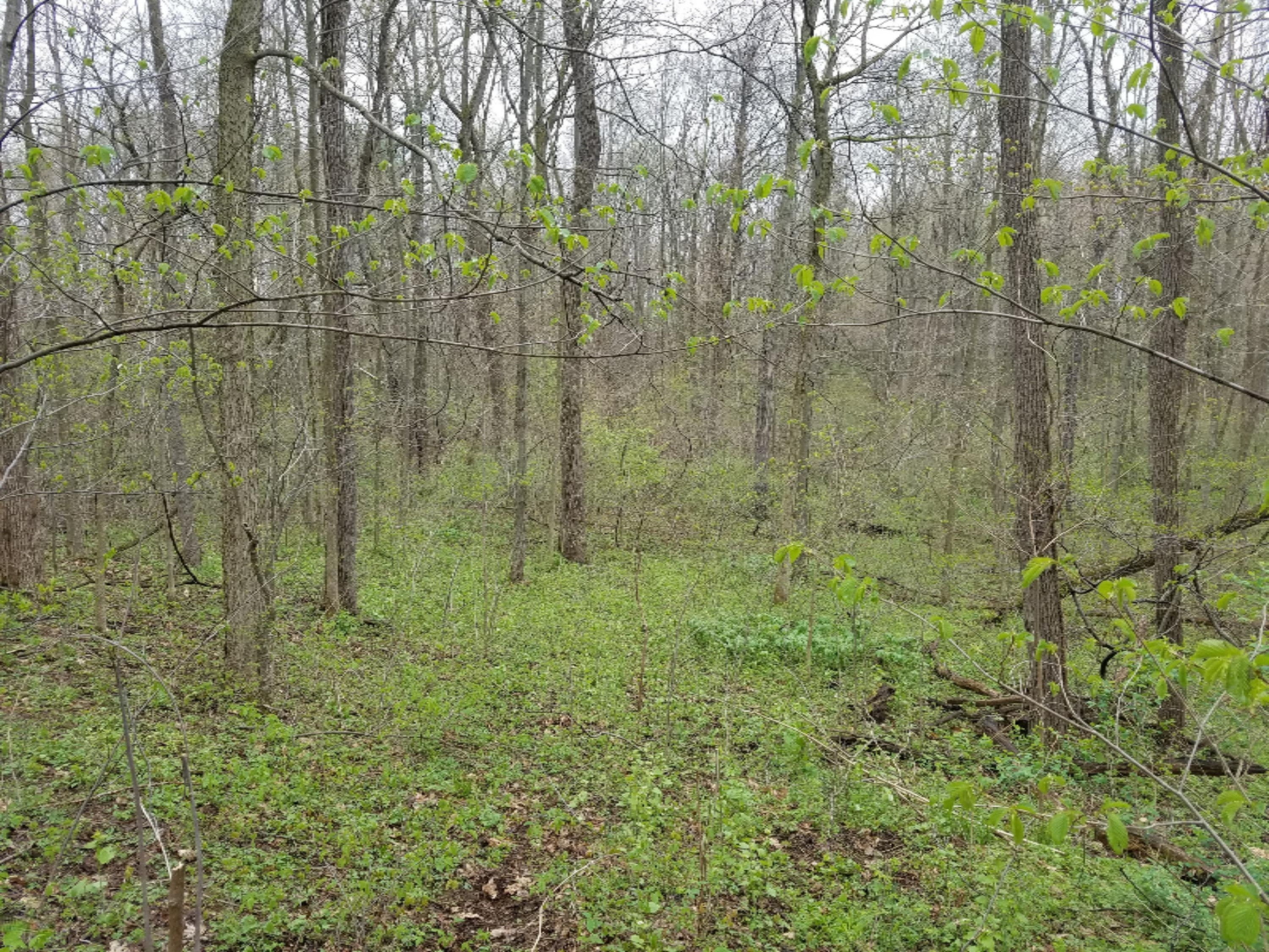 V/l Taft Road Allegan, MI 49010 - Photo 4 of 6 20160429_110349