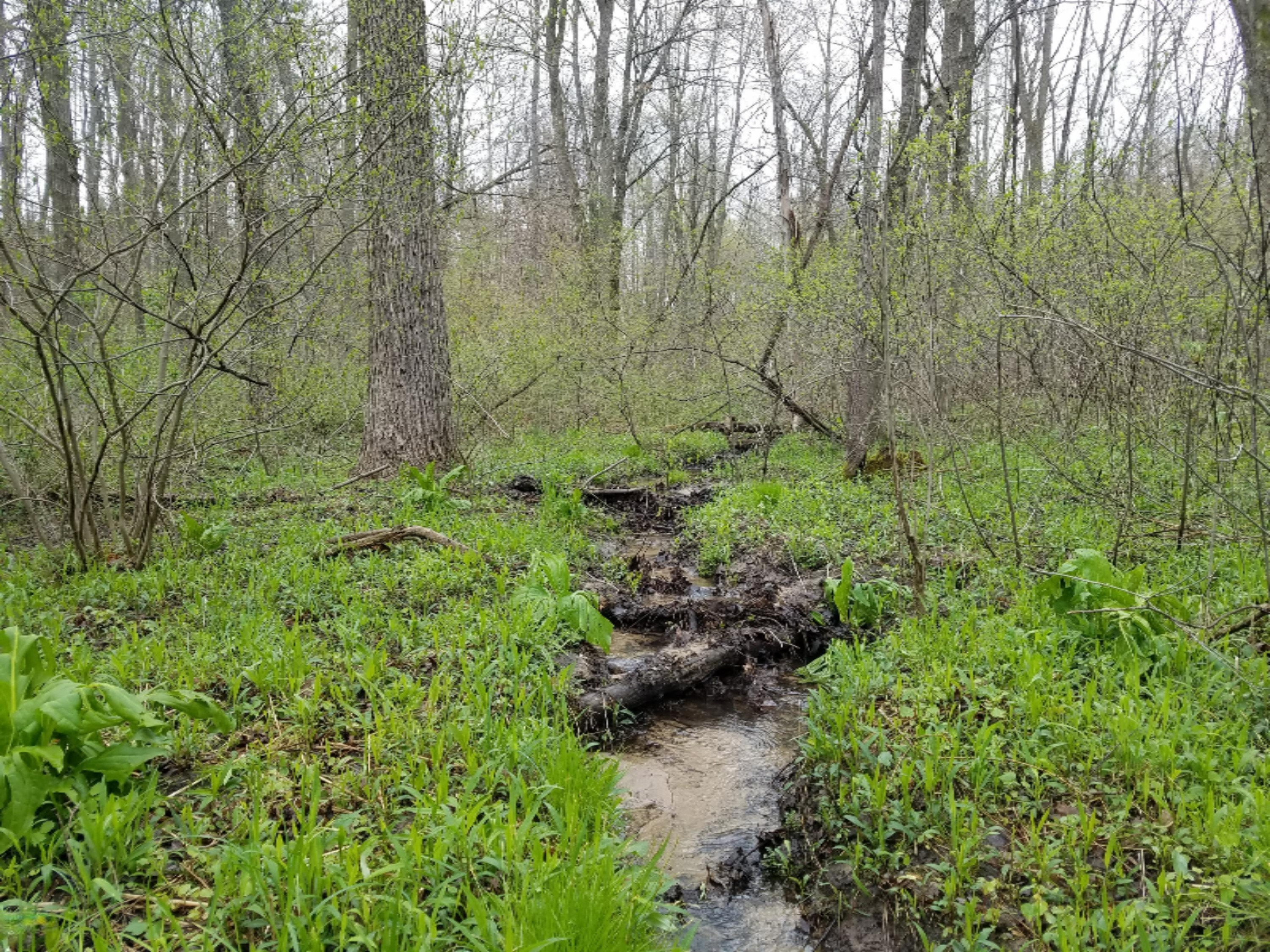 V/l Taft Road Allegan, MI 49010 - Photo 6 of 6 20160429_110548