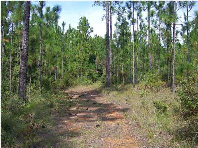 9350 Bratt Road Century, FL 32535 - Photo 1 of 6 Interior view of the property. There is a road system in place that goes across the entire property. More pictures to come of this awesome property and hopefully some photos of the wildlife as well.