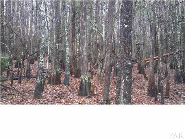 9350 Bratt Road Century, FL 32535 - Photo 2 of 6 Cypress Trees on Proeprty