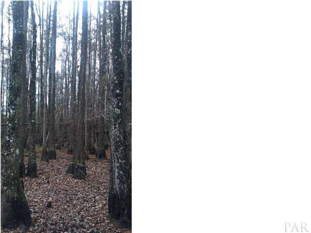 9350 Bratt Road Century, FL 32535 - Photo 3 of 6 Cypress Trees on Proeprty