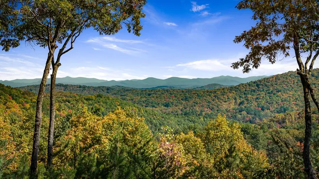 a view of a large tree with a mountain in the background