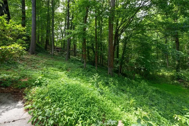 a view of a lush green forest