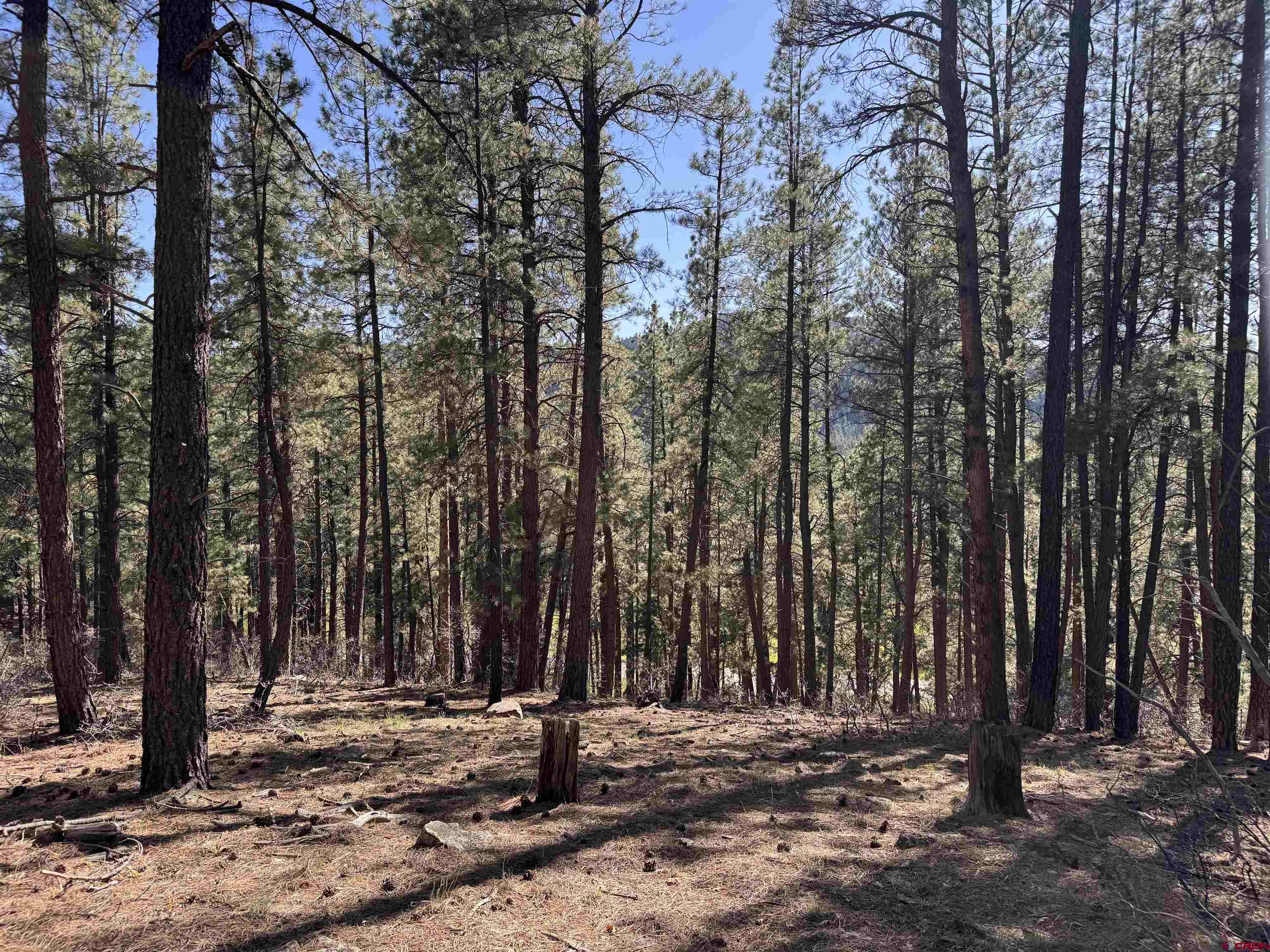 a view of a park with large trees
