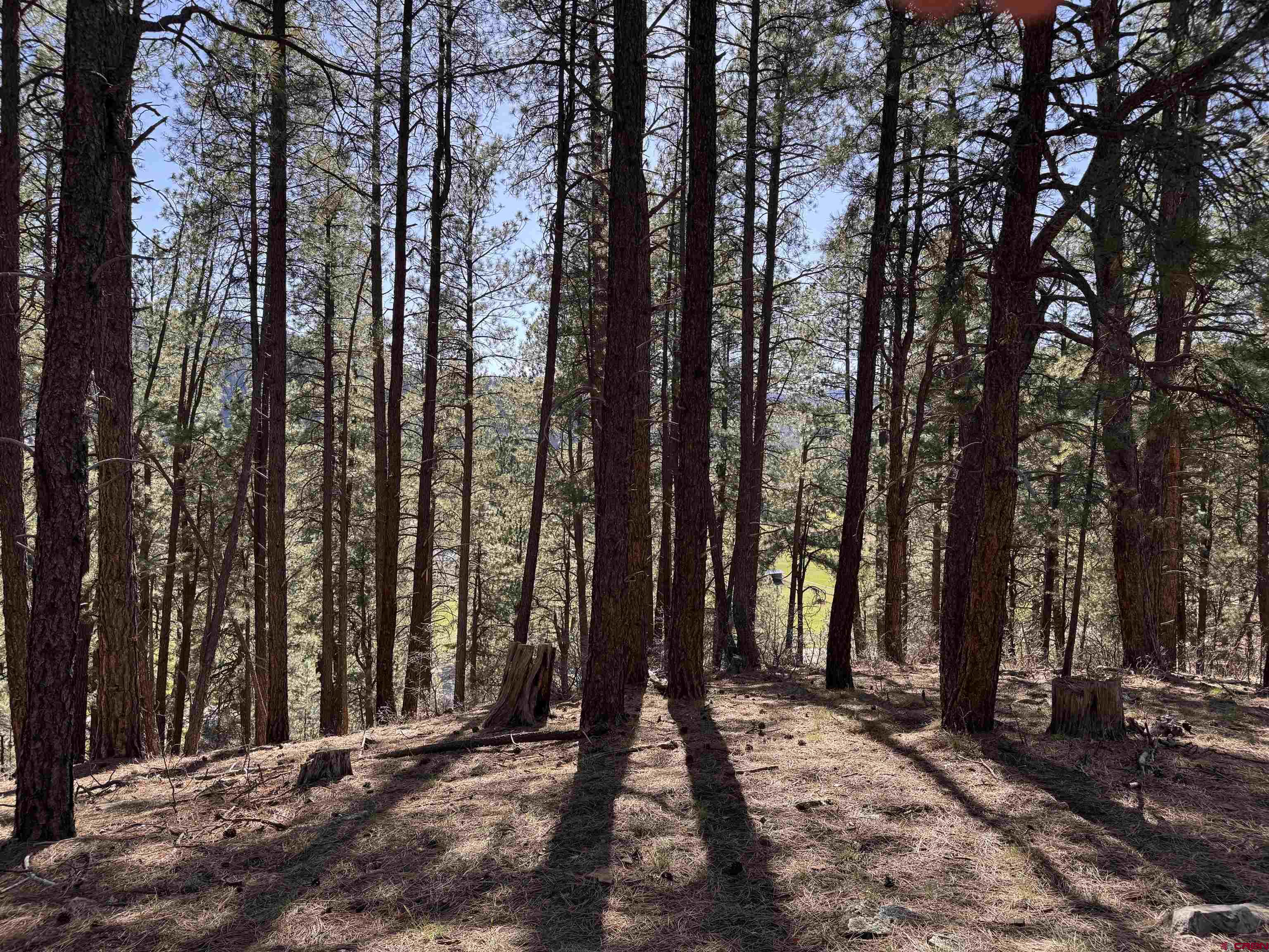 135 Pine Cone Circle Bayfield, CO 81122 - Photo 2 of 15 a view of outdoor space with trees