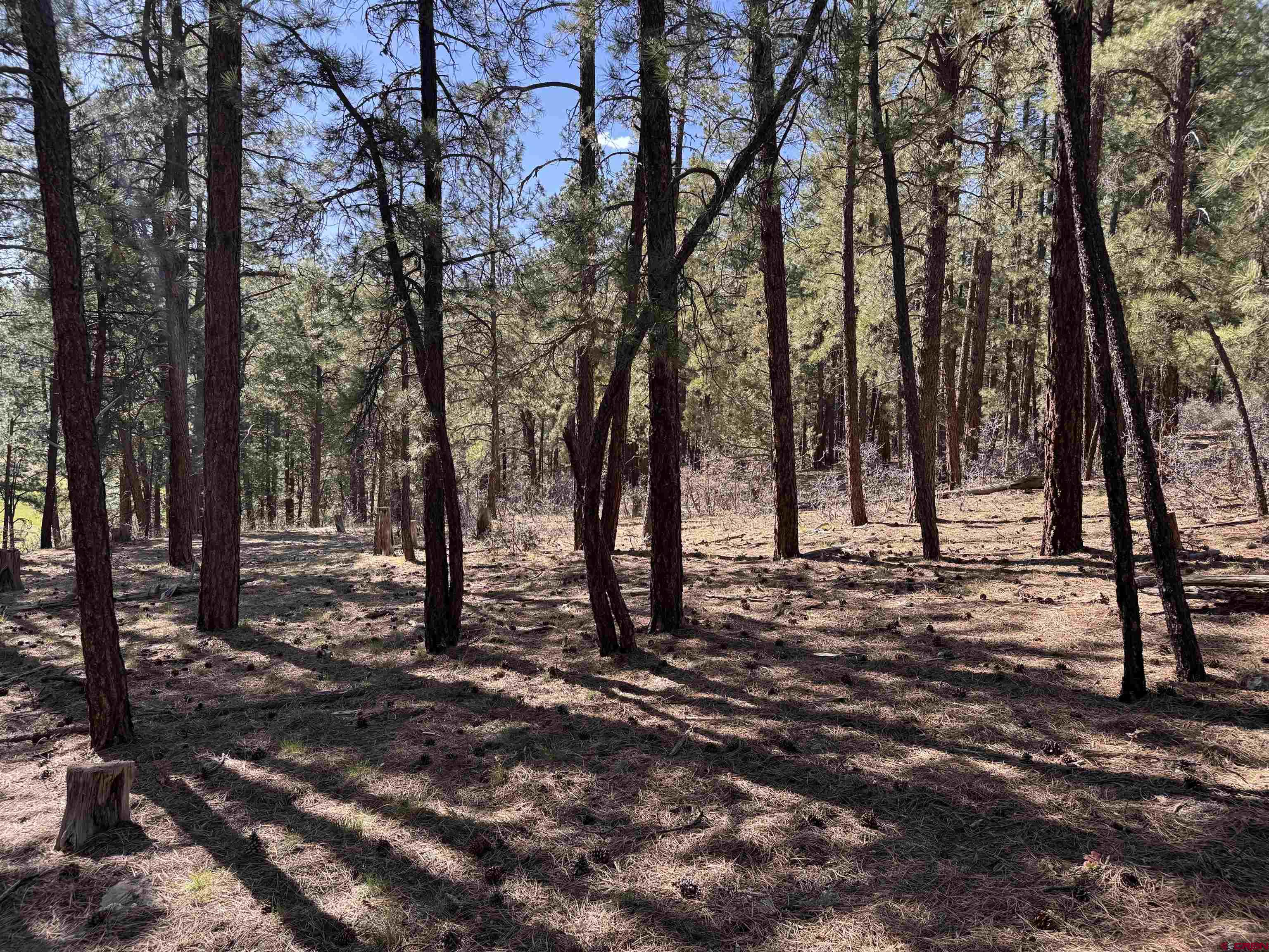 135 Pine Cone Circle Bayfield, CO 81122 - Photo 3 of 15 a view of outdoor space with lots of trees