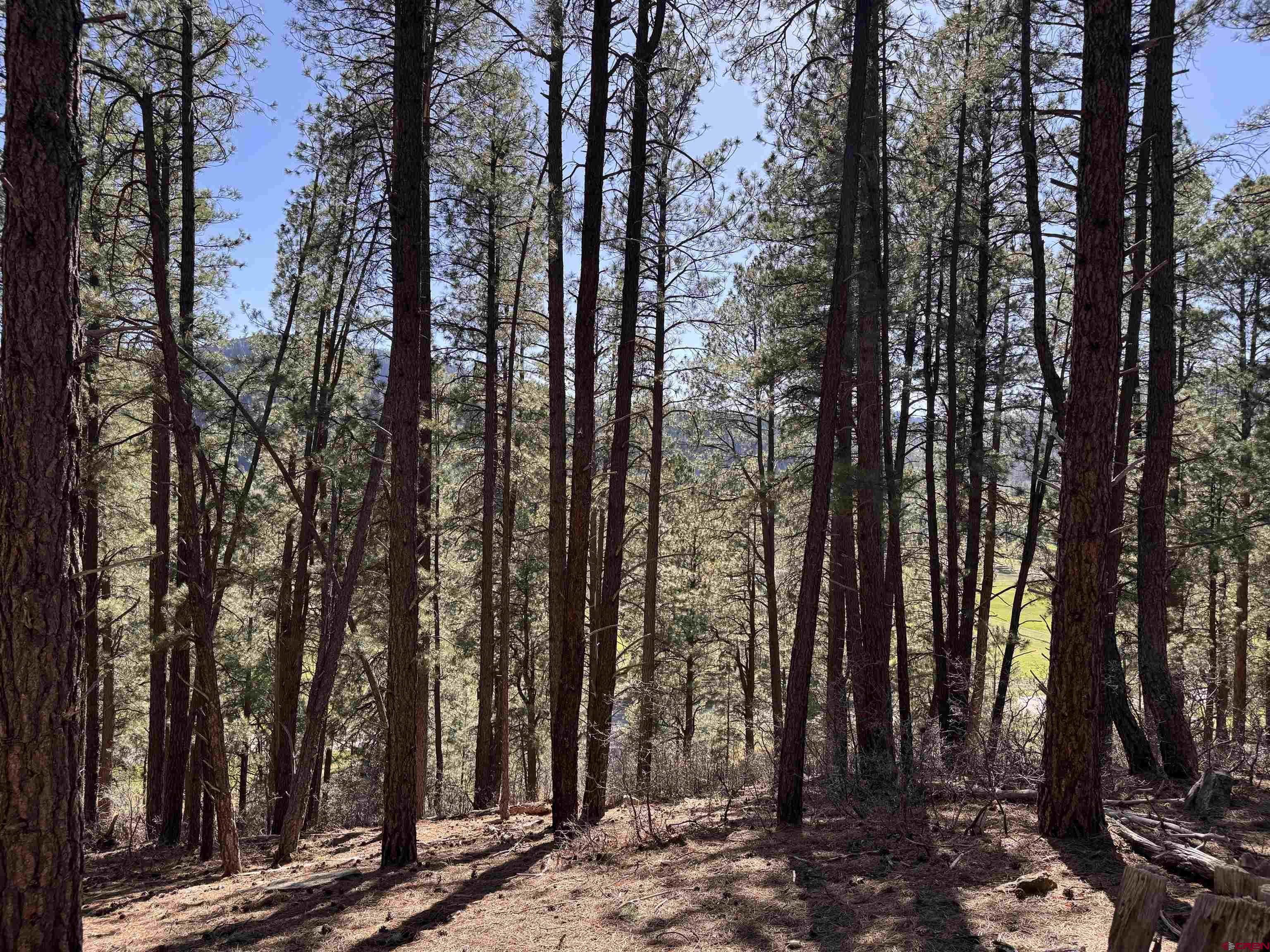 135 Pine Cone Circle Bayfield, CO 81122 - Photo 4 of 15 a view of outdoor space with lots of trees