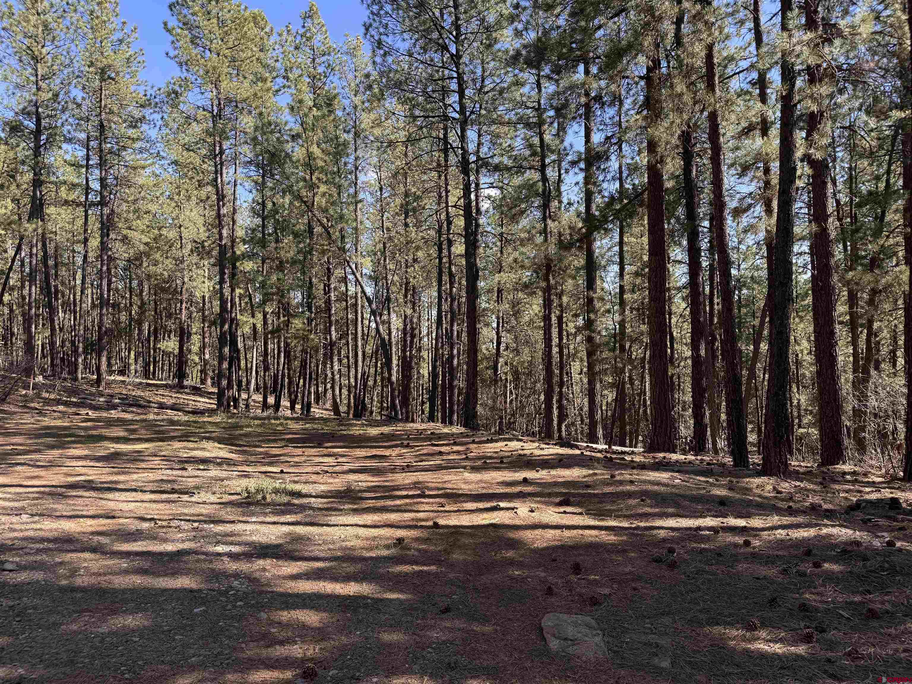 135 Pine Cone Circle Bayfield, CO 81122 - Photo 5 of 15 a view of outdoor space with yard
