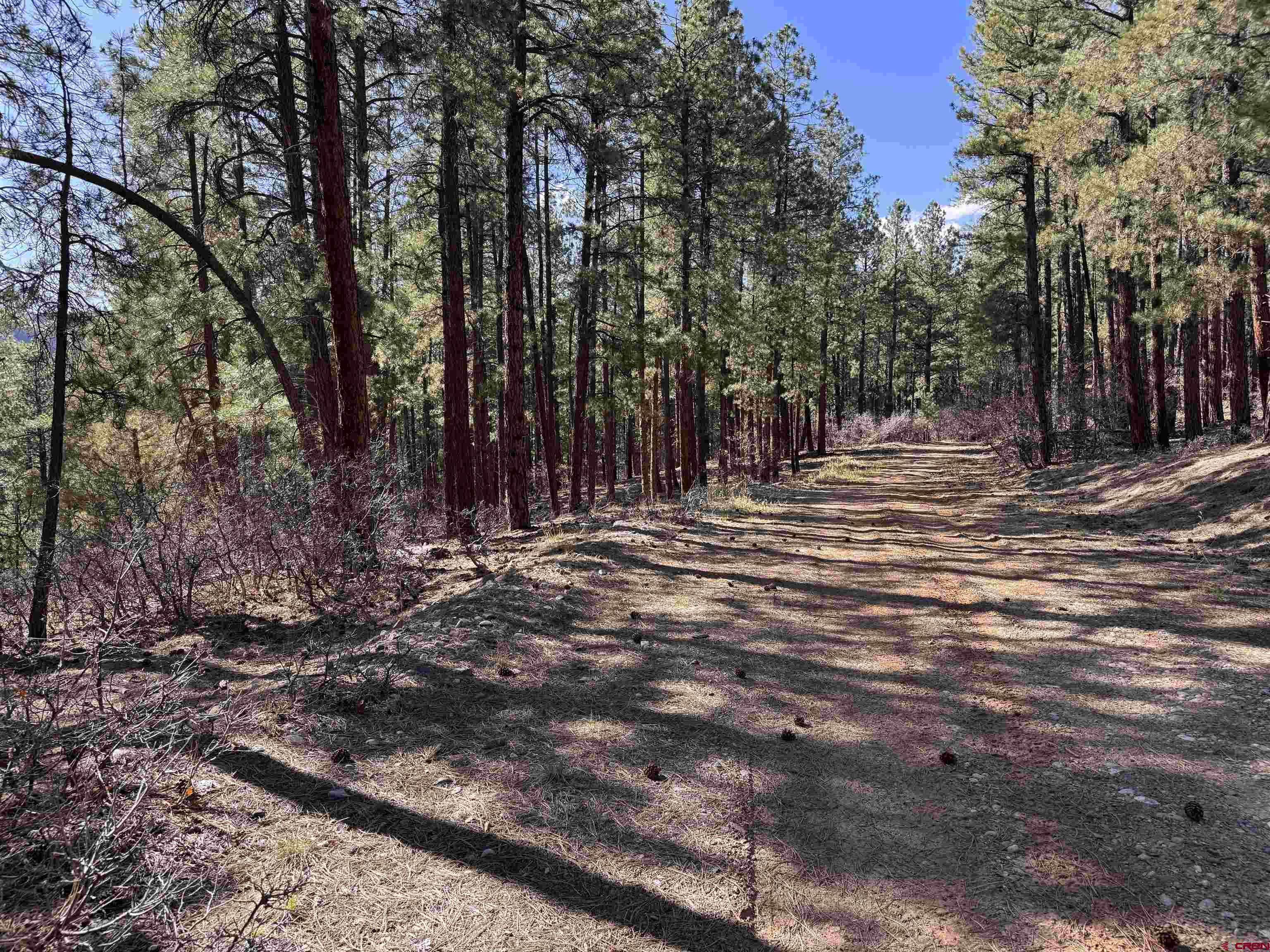 135 Pine Cone Circle Bayfield, CO 81122 - Photo 6 of 15 a view of outdoor space with trees
