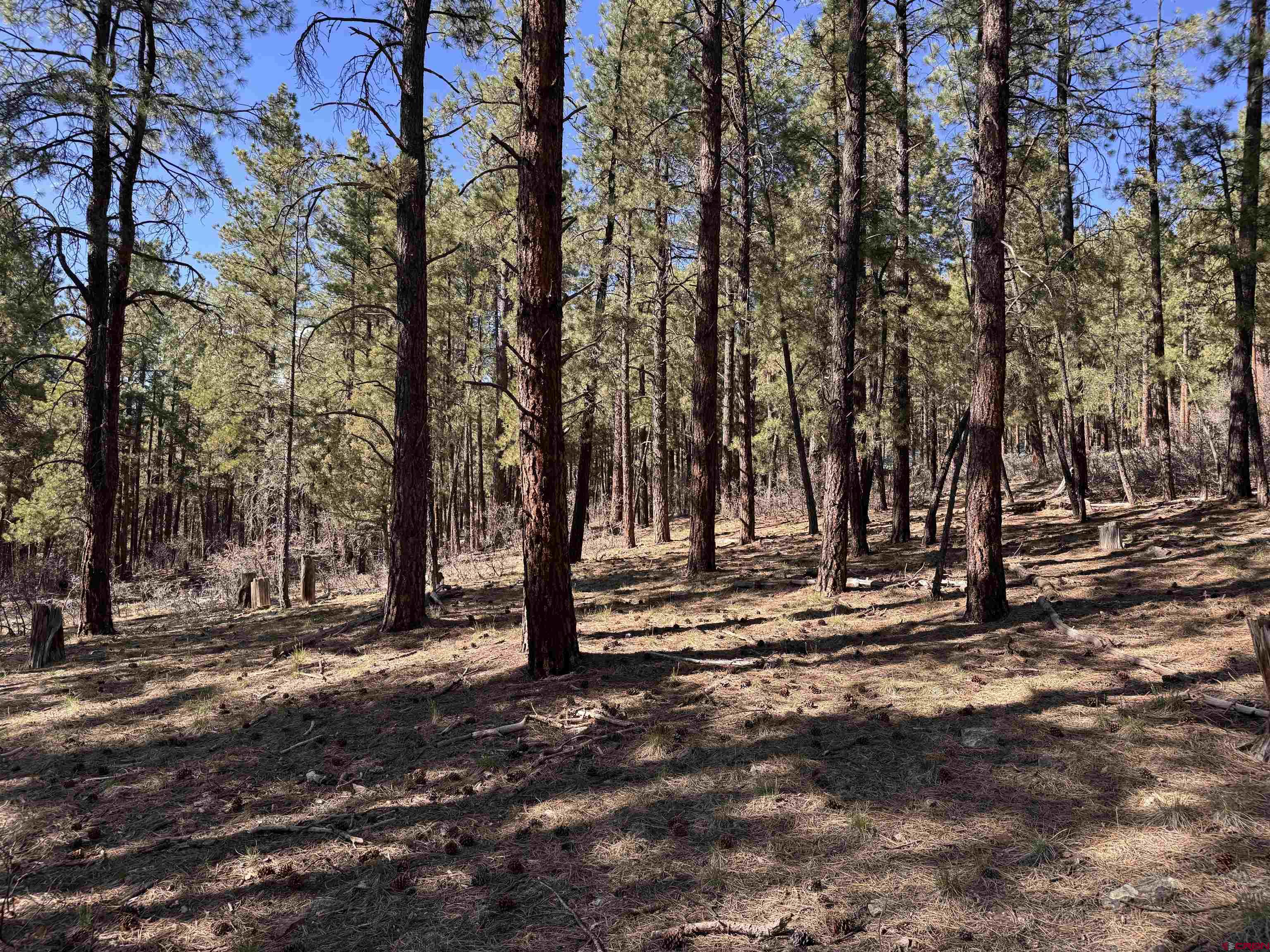 135 Pine Cone Circle Bayfield, CO 81122 - Photo 7 of 15 a view of outdoor space with trees