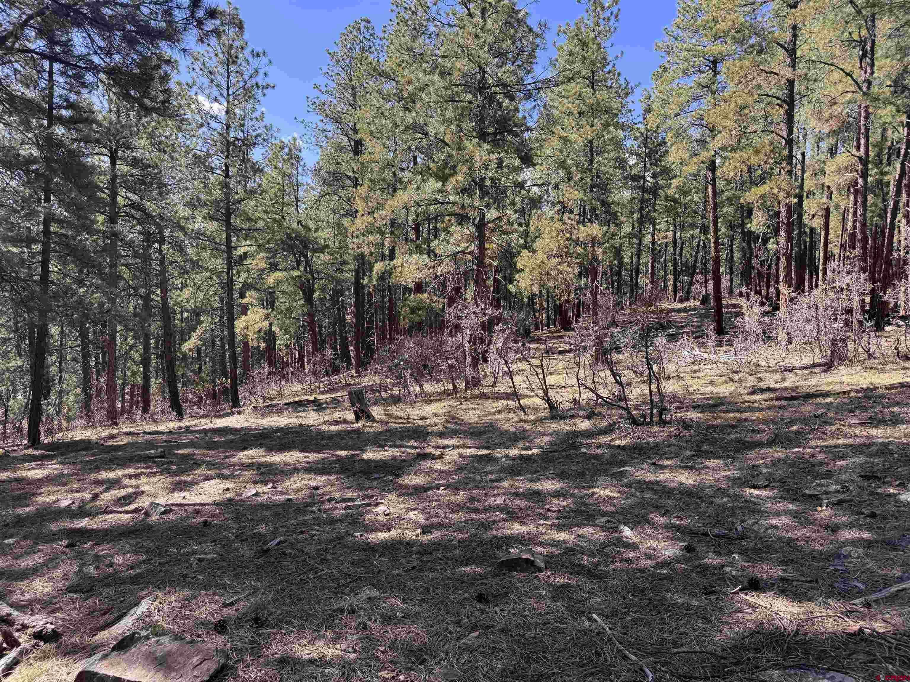 135 Pine Cone Circle Bayfield, CO 81122 - Photo 8 of 15 a backyard of a house with lots of green space