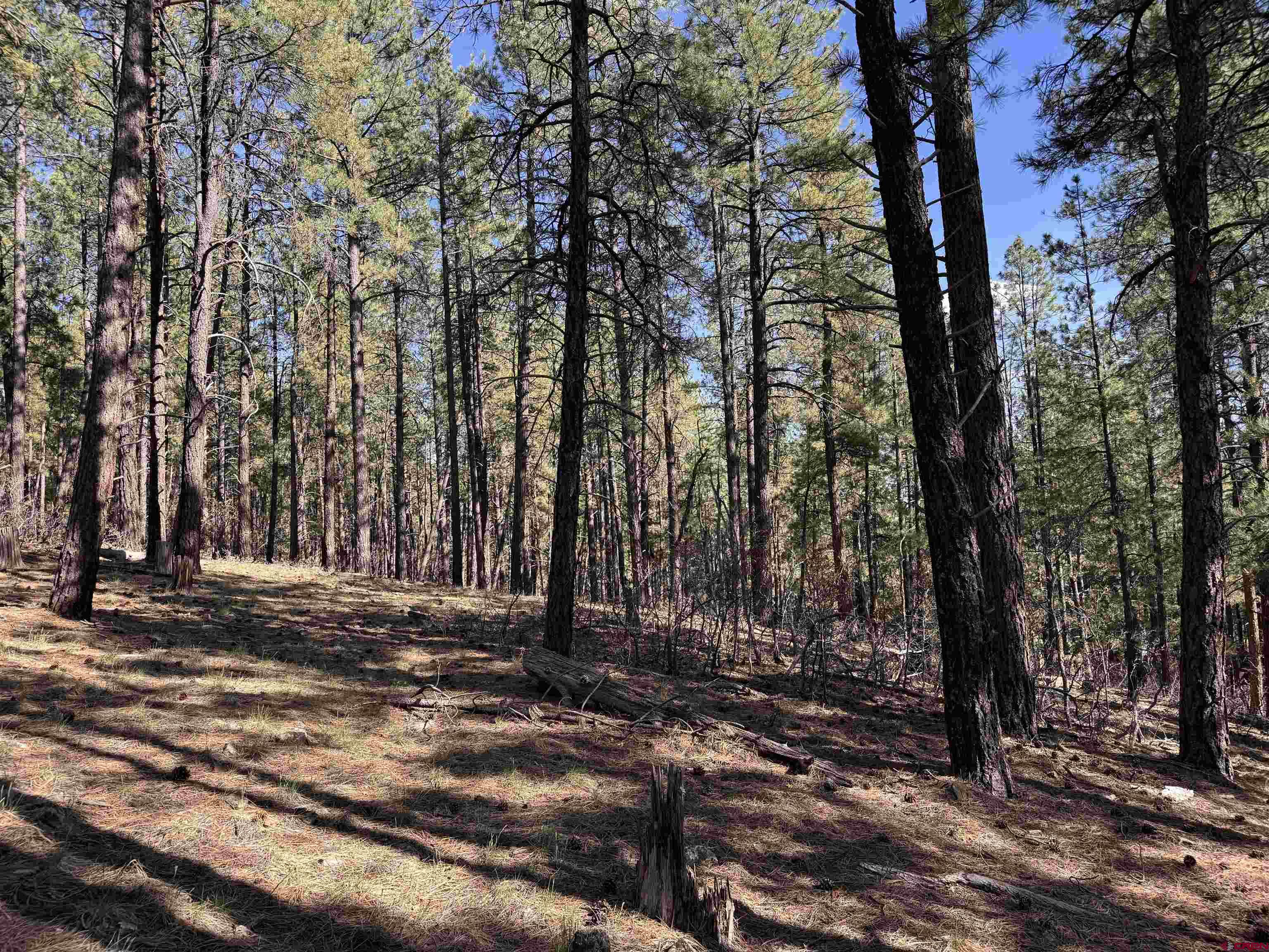 135 Pine Cone Circle Bayfield, CO 81122 - Photo 9 of 15 a view of outdoor space with deck and tree