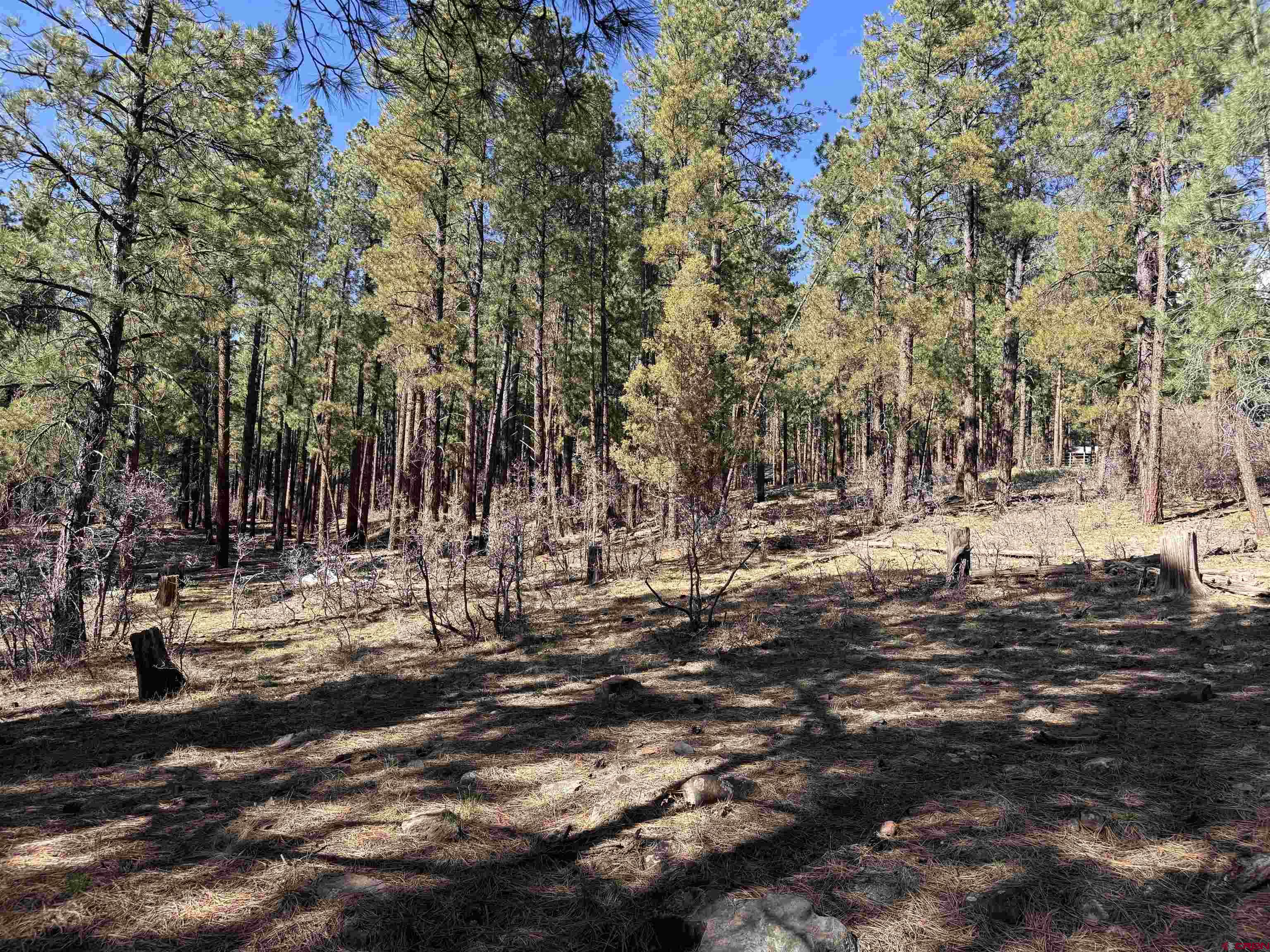 135 Pine Cone Circle Bayfield, CO 81122 - Photo 10 of 15 a view of road with covered with trees