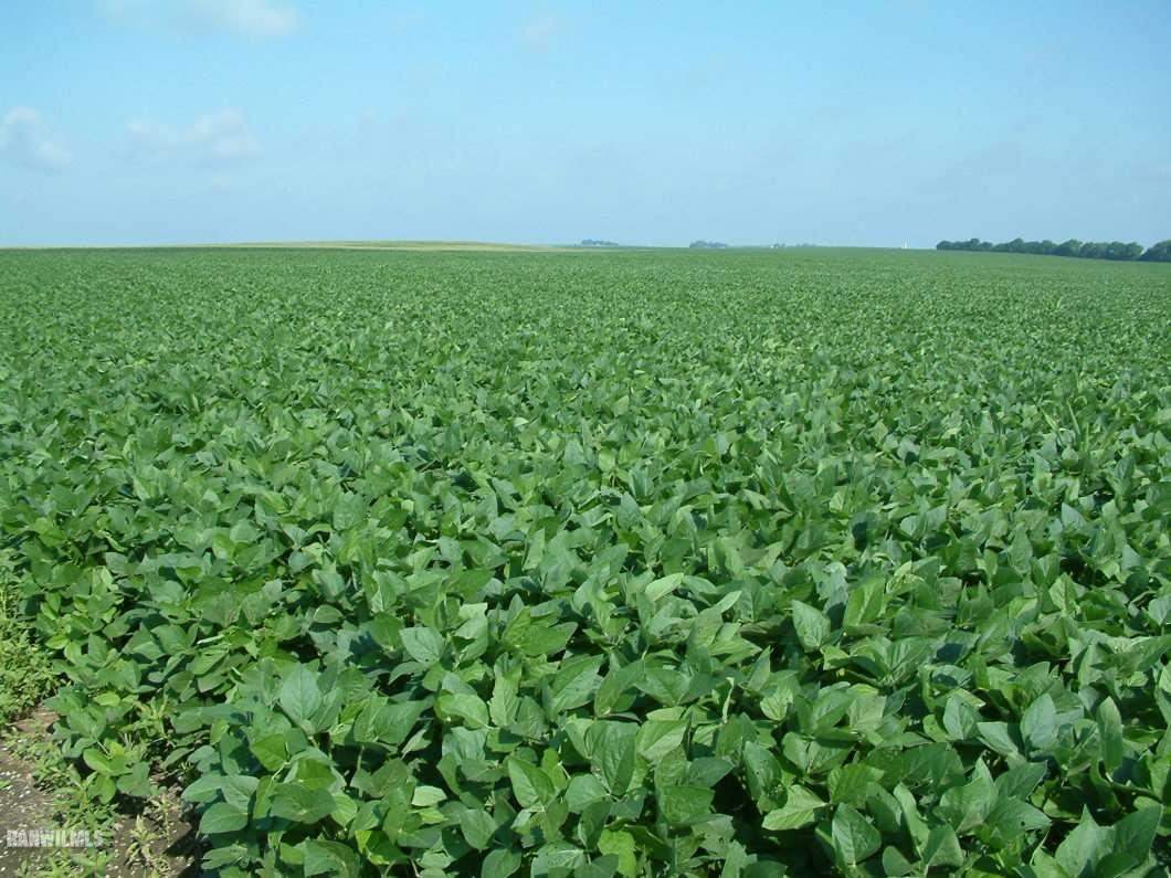 965 North 800E Road Gibson City, IL 60936 - Photo 1 of 1 Gallery Image 1