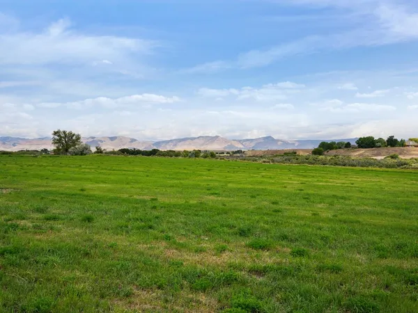 a view of a grassy field with an trees