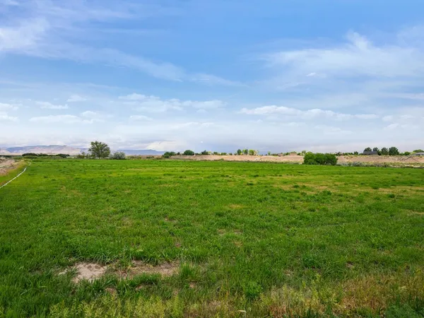 a view of a field with plants and large trees