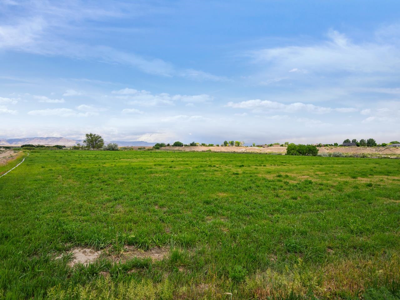1810 M 3/4 Road Fruita, CO 81521 - Photo 10 of 15 a view of a field with plants and large trees