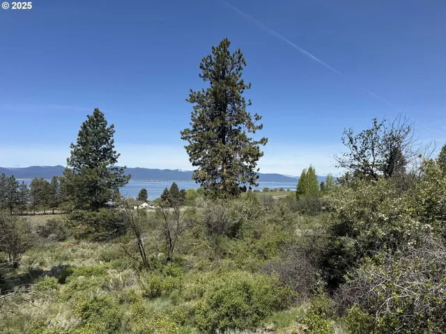 a view of a tree in a field with a tree in the background