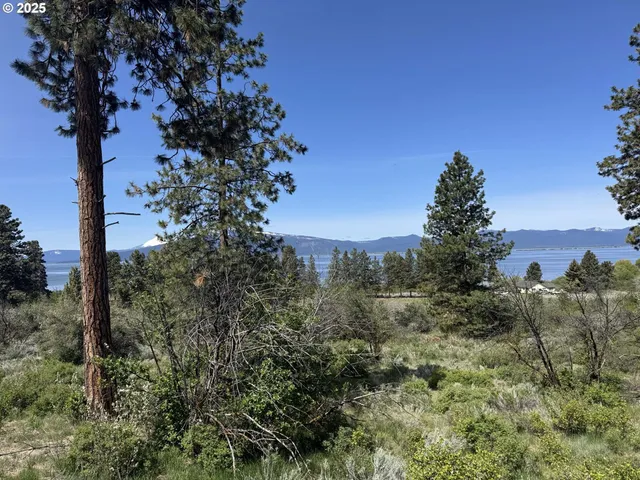 a view of a trees in a field