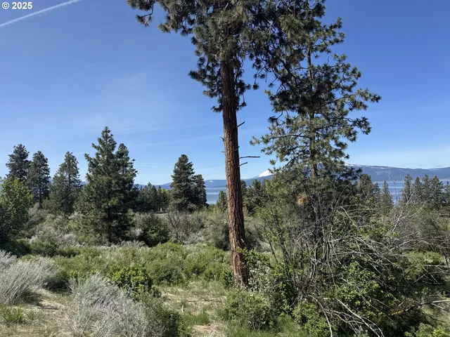 a view of a tree in a field next to a tree