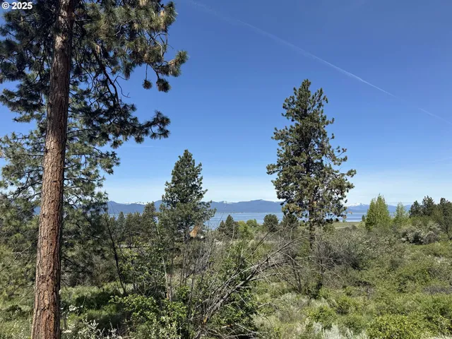 a view of a tree in a field of a house