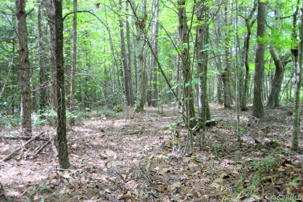 40-acres File Road Bowling Green, VA 22427 - Photo 7 of 15 Gallery Image 7