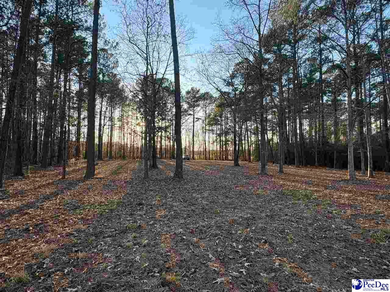 1325 Cubie Road Effingham, SC 29541 - Photo 4 of 15 Gallery Image 4