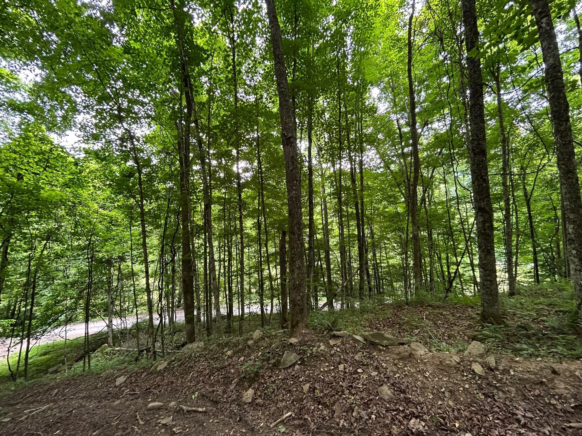 2360 Robins Fork Road Renick, WV 24966 - Photo 7 of 13 Gallery Image 7