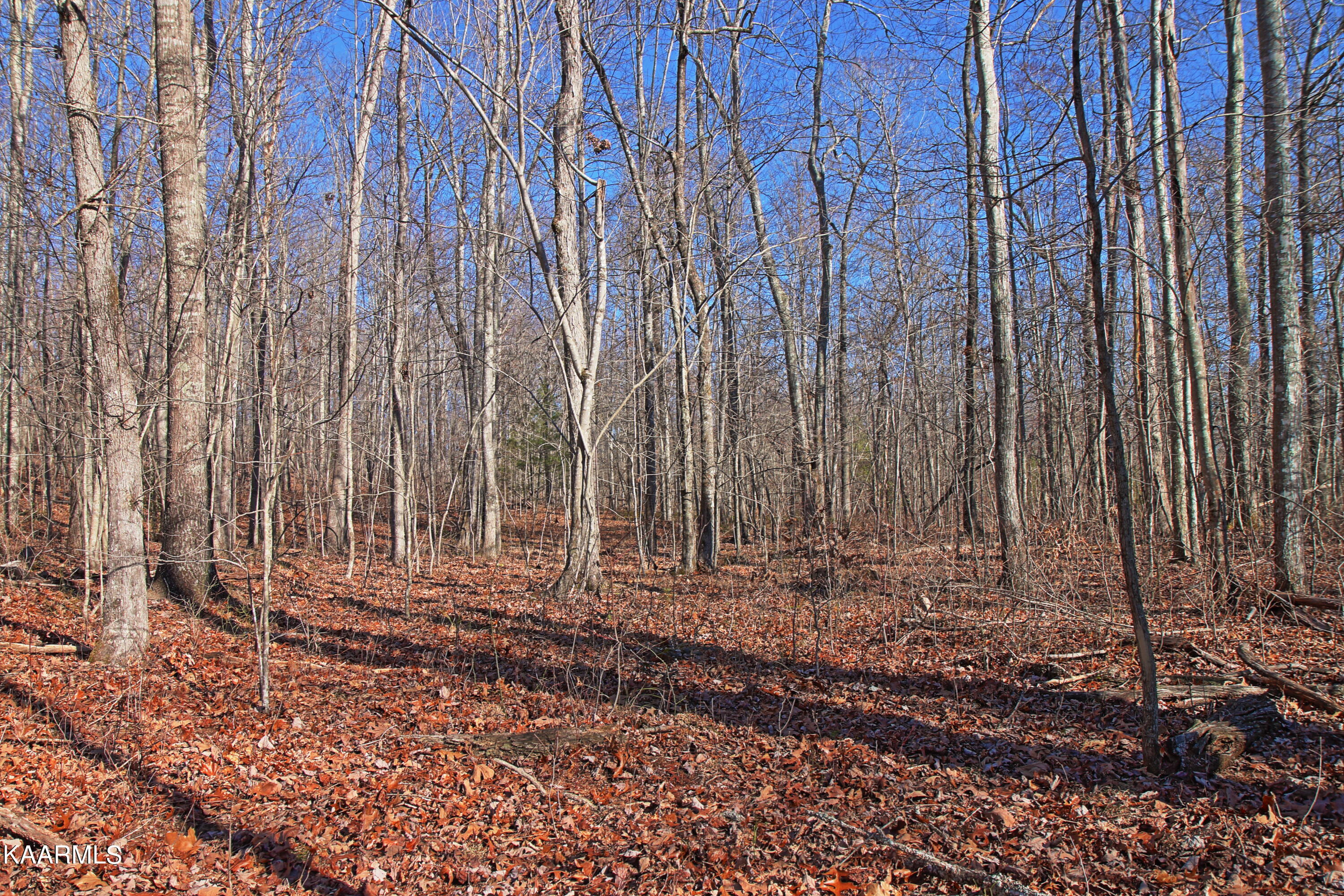 72 Cole Place Road Allardt, TN 38504 - Photo 7 of 13 z7