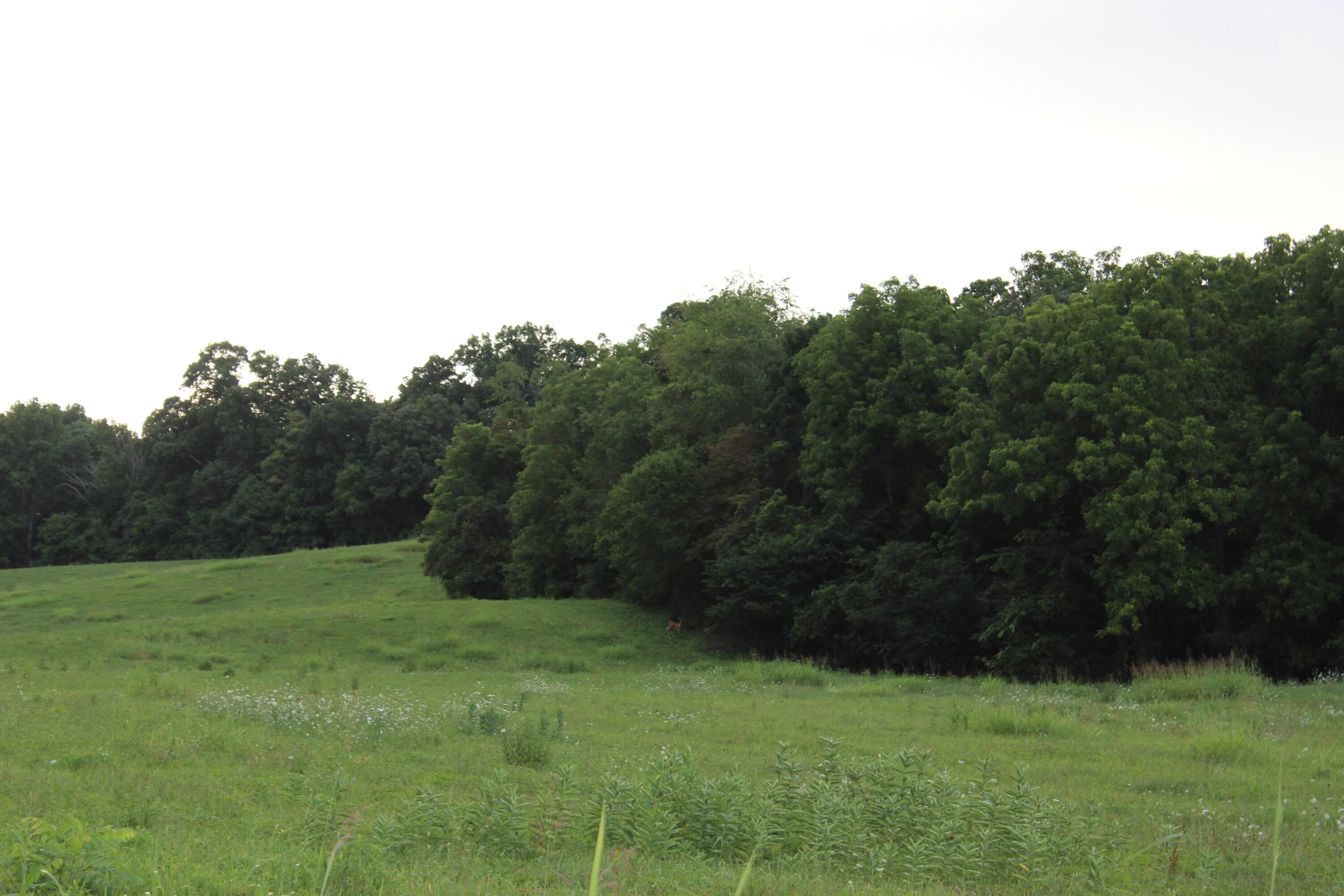 Lot 9 Ducktown Road, Unit 9 Limestone, TN 37681 - Photo 9 of 11 IMG_8610