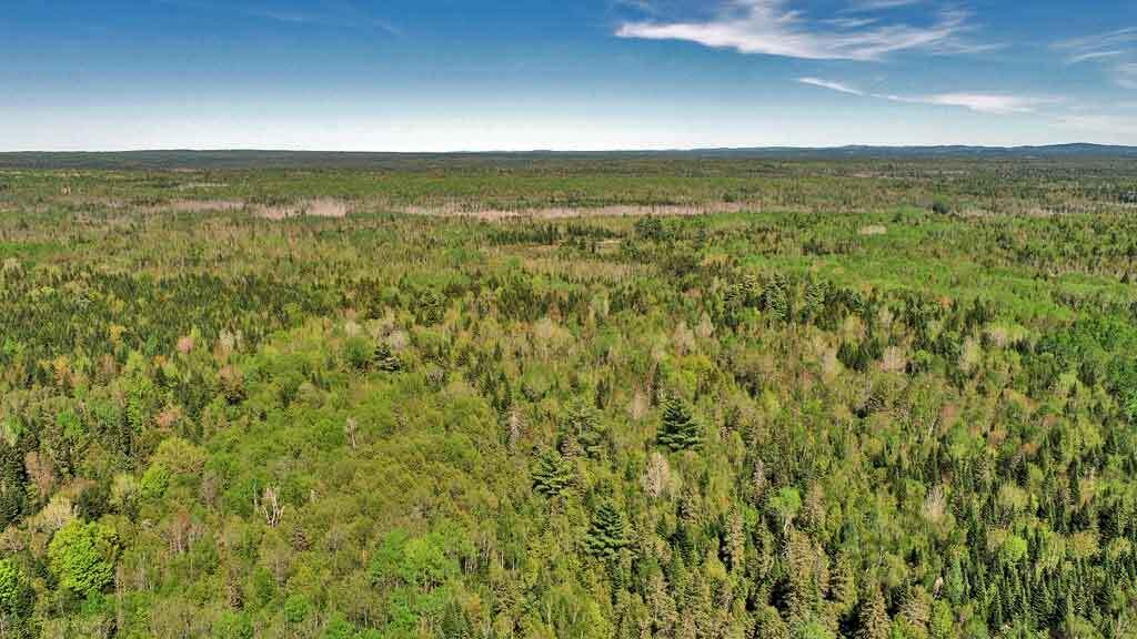 3157 Military Road Haynesville, ME 04497 - Photo 18 of 47 woods-water-wildlife-haynes