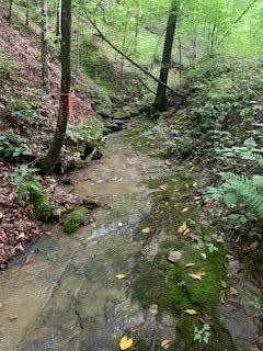 Orange markers along creek