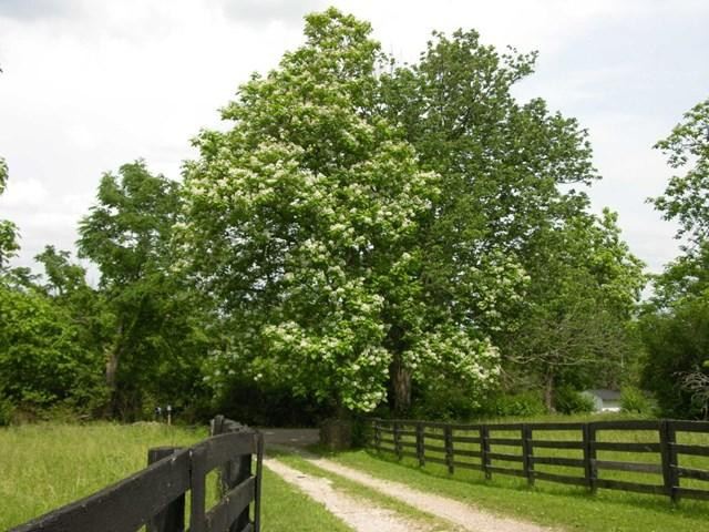 6559 Combs Ferry Road Winchester, KY 40391 - Photo 3 of 22 Listing Photo