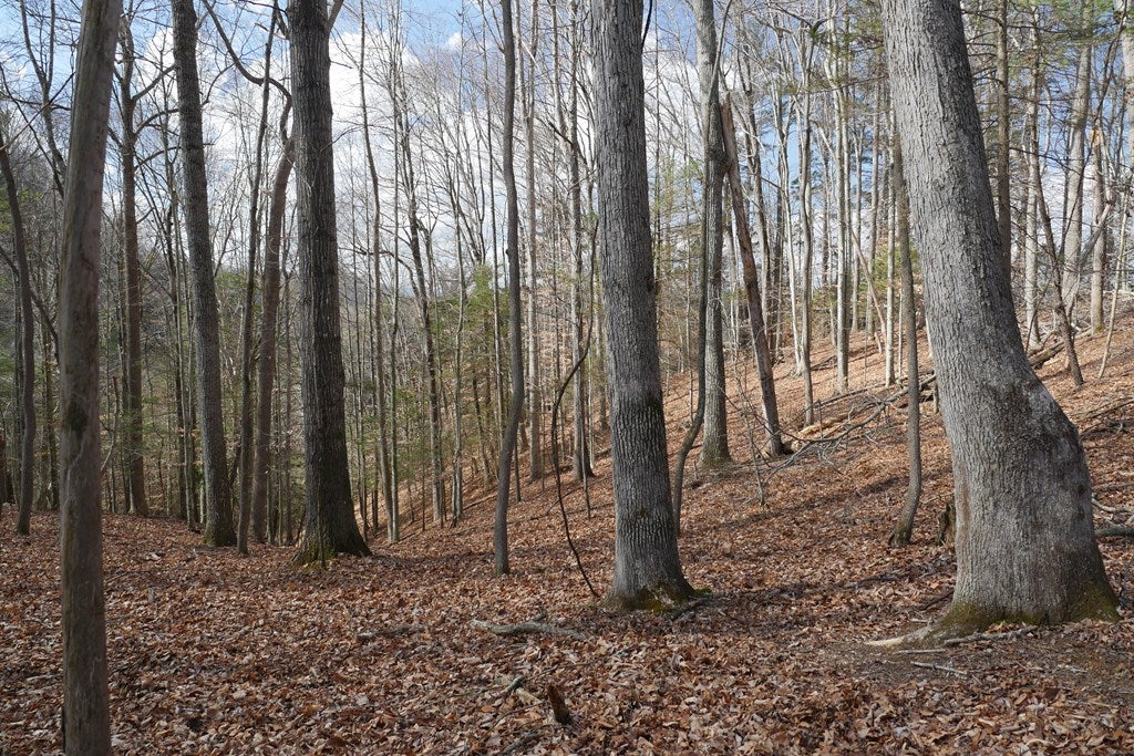 Tbd Rush Creek Road Glade Spring, VA 24340 - Photo 16 of 69 Gallery Image 16